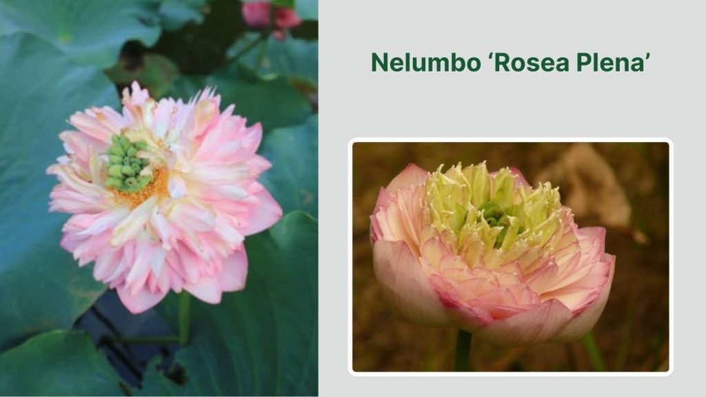 Nelumbo ‘Rosea Plena’
