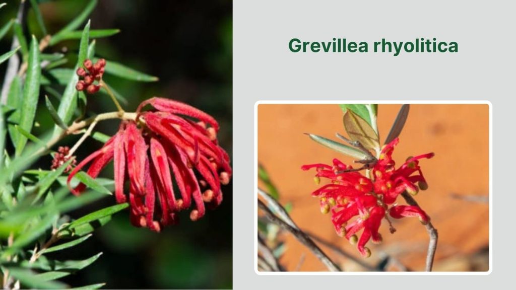 Grevillea rhyolitica