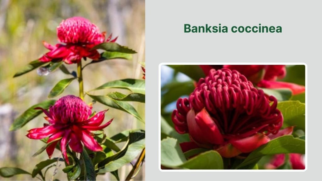 Banksia coccinea