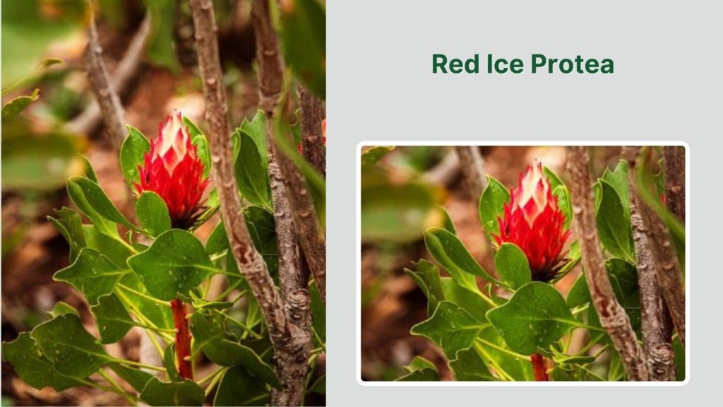 Red Ice Protea