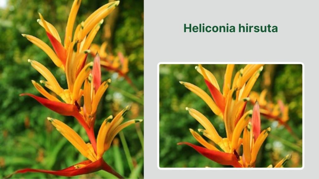 Heliconia hirsuta 