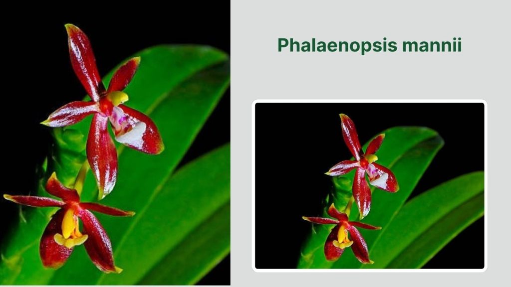 Phalaenopsis mannii