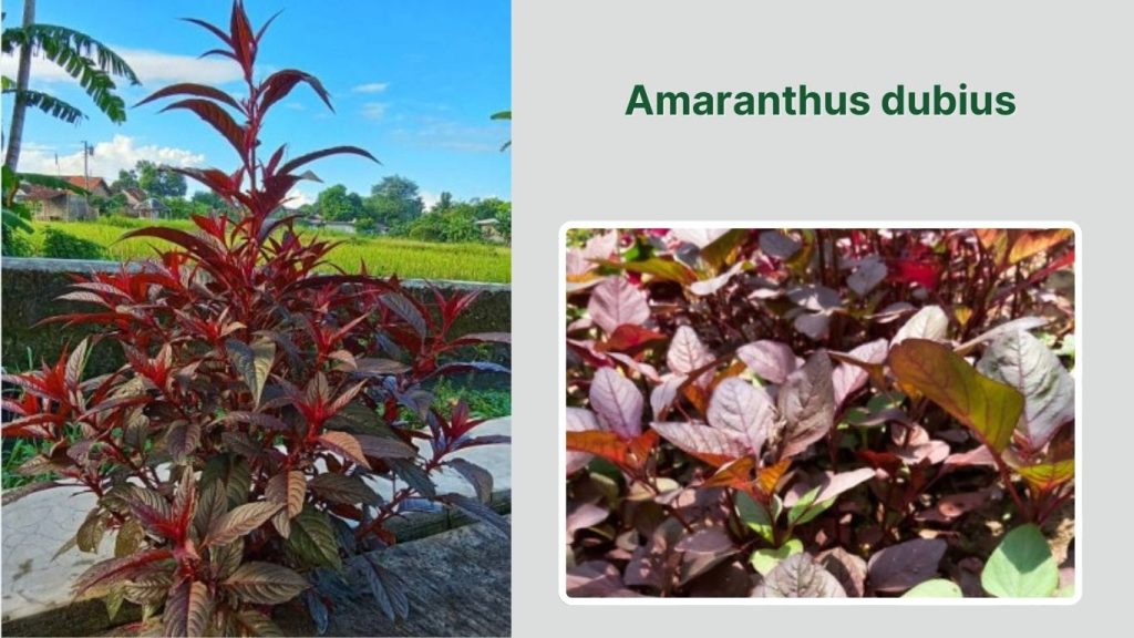Amaranthus dubius