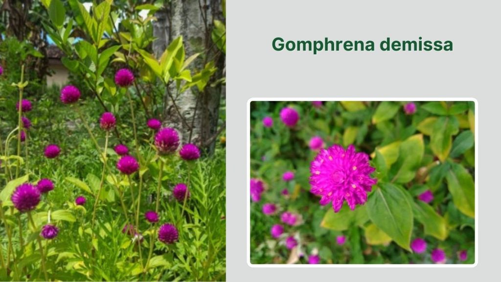 Gomphrena demissa