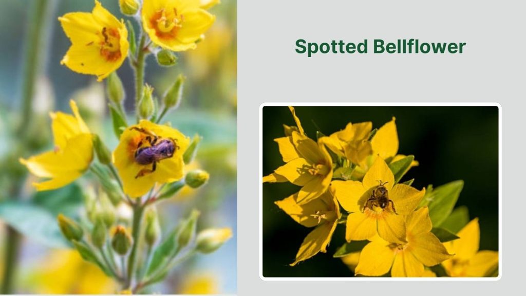 Spotted Bellflower