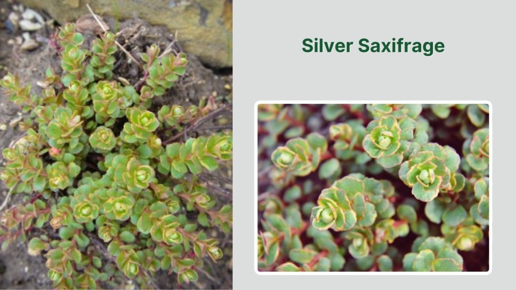 Silver Saxifrage