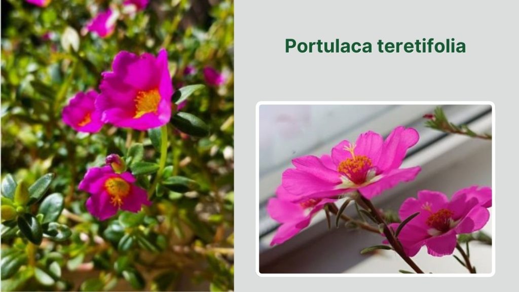 Portulaca teretifolia