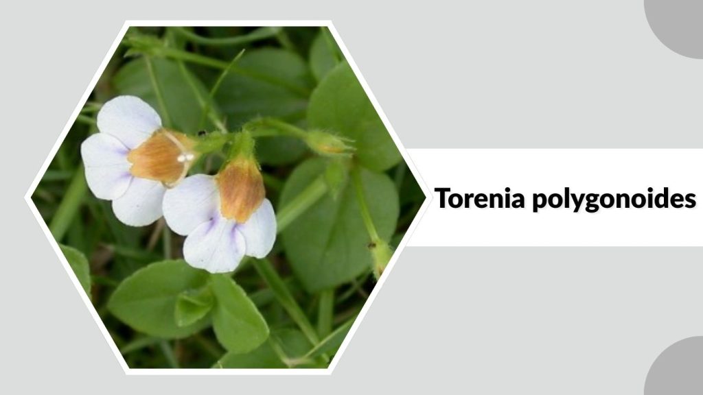 Torenia polygonoides