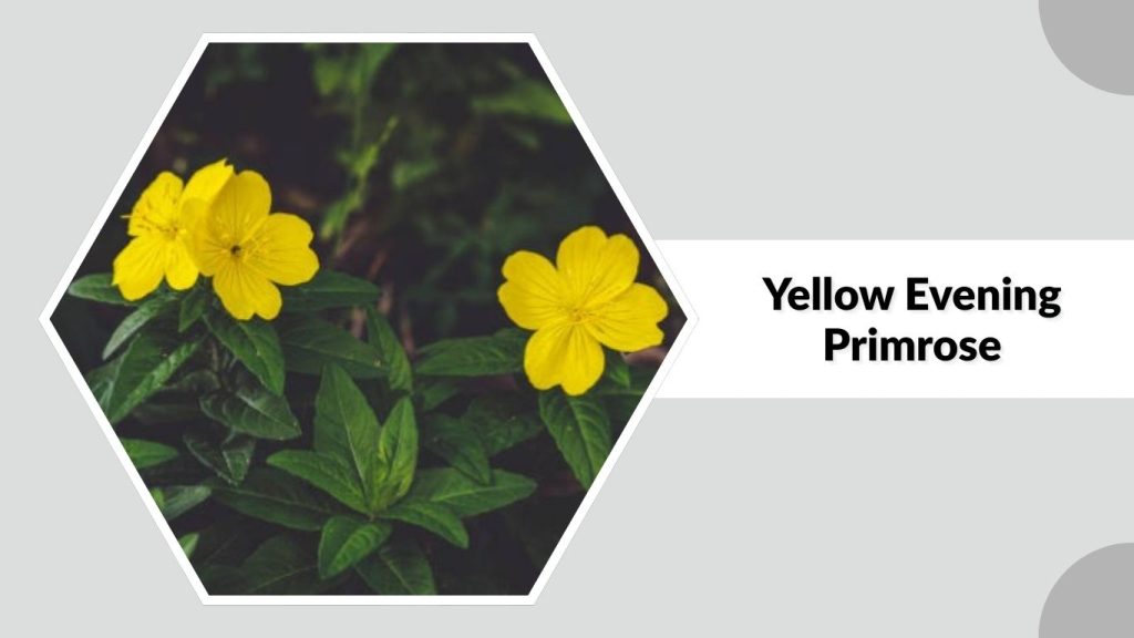  Yellow Evening Primrose 
