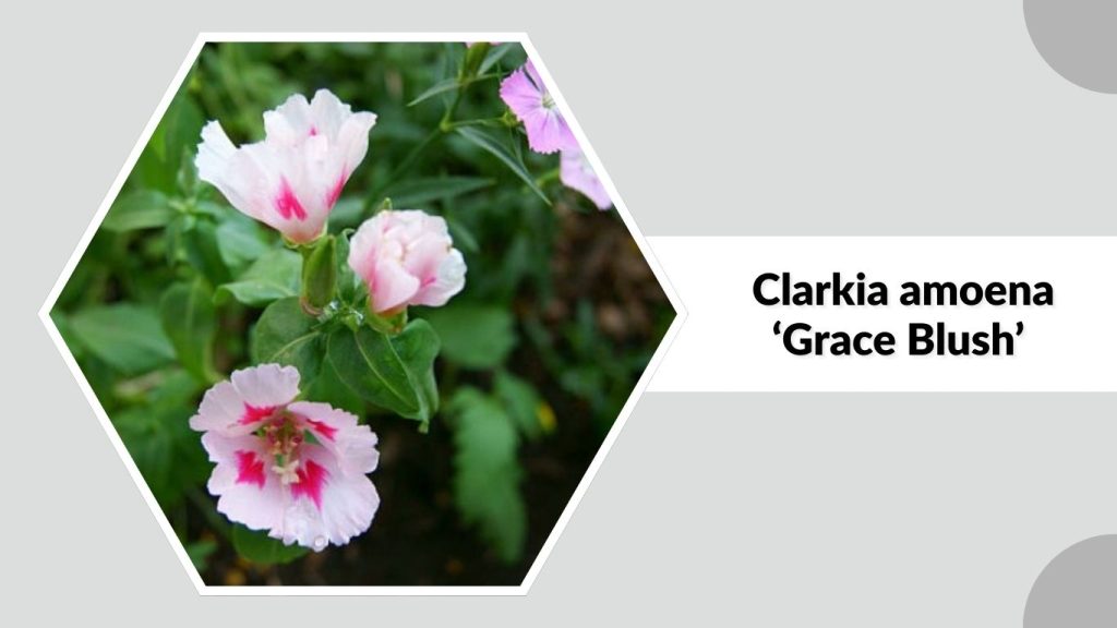 Clarkia amoena ‘Grace Blush’