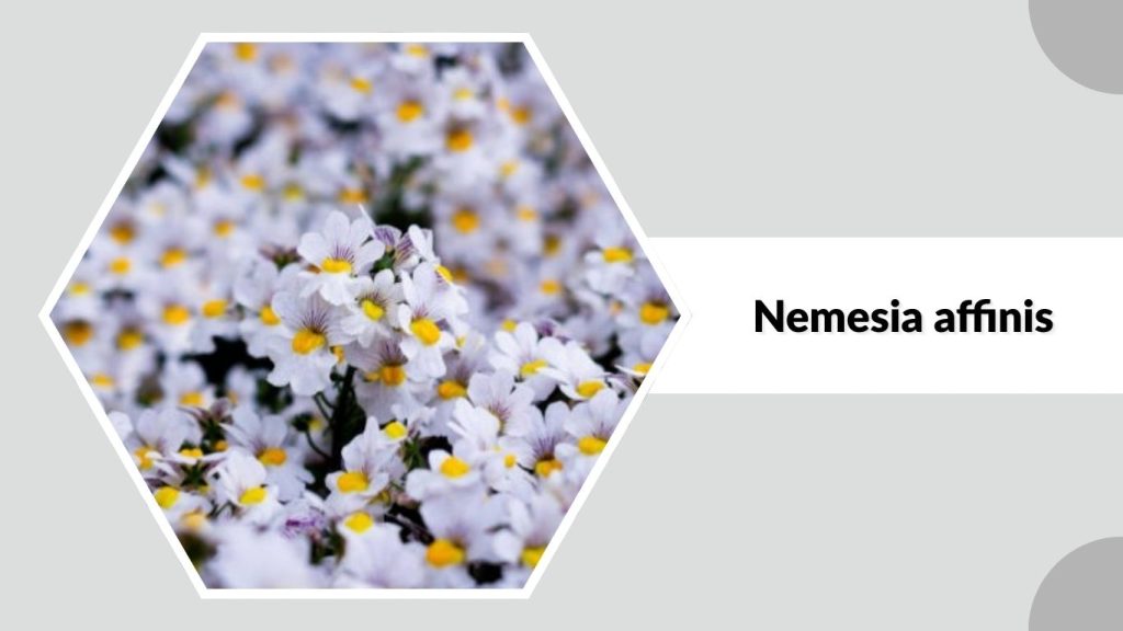 Nemesia affinis