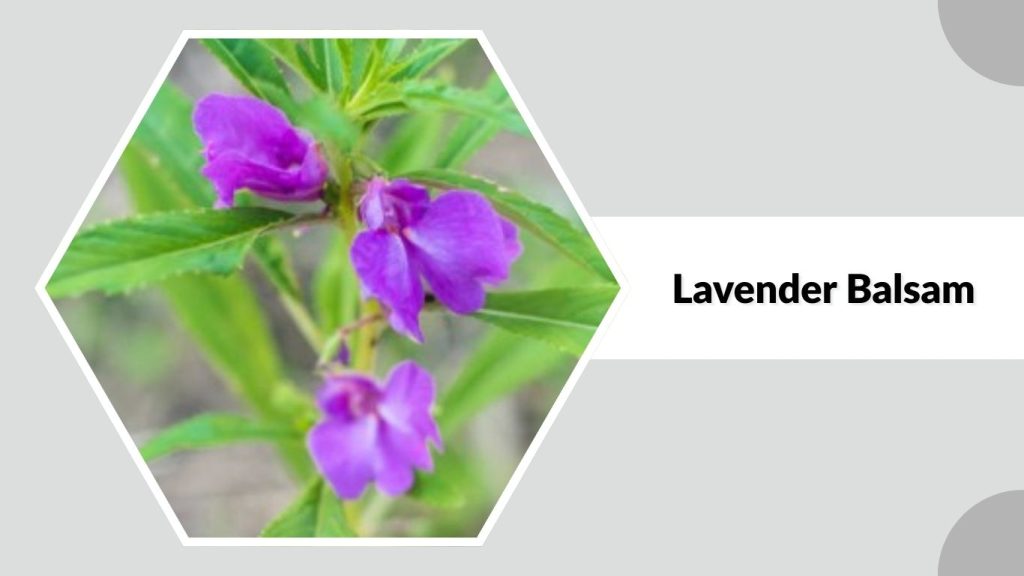  Lavender Balsam