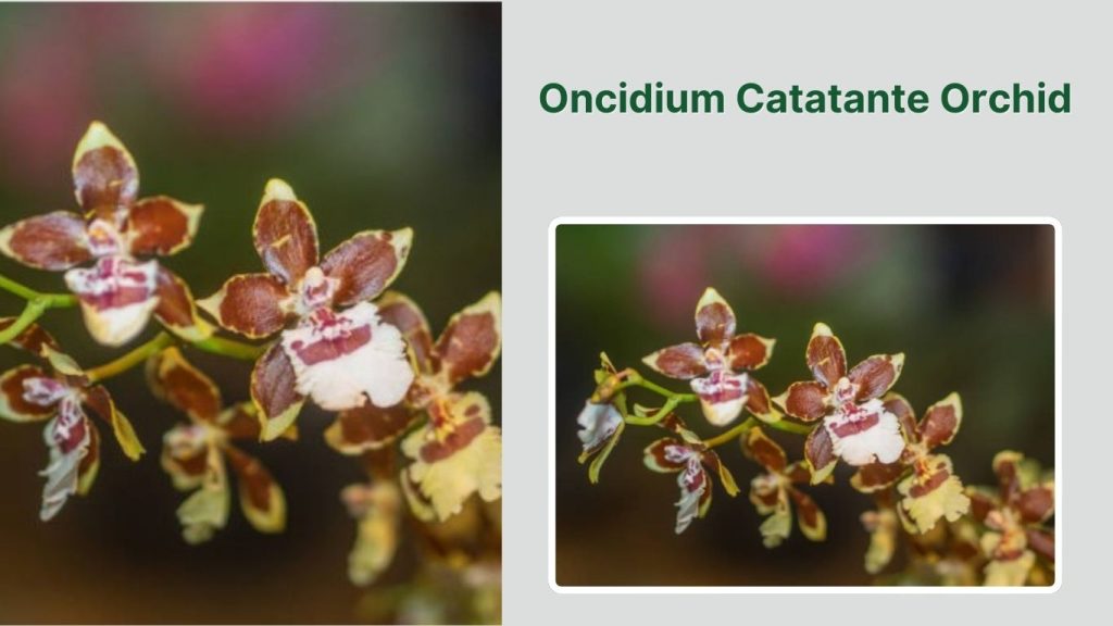  Oncidium Catatante Orchid