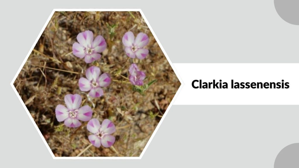 Clarkia lassenensis 
