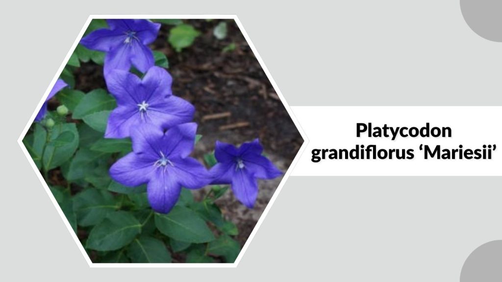 Platycodon grandiflorus ‘Mariesii’