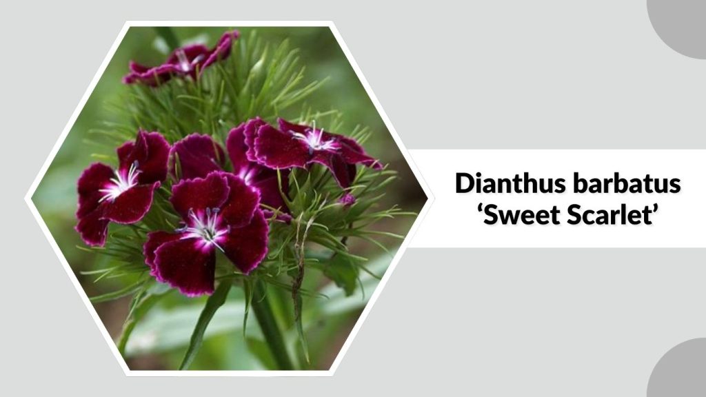 Dianthus barbatus ‘Sweet Scarlet’