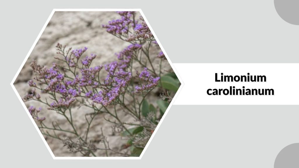 Limonium carolinianum