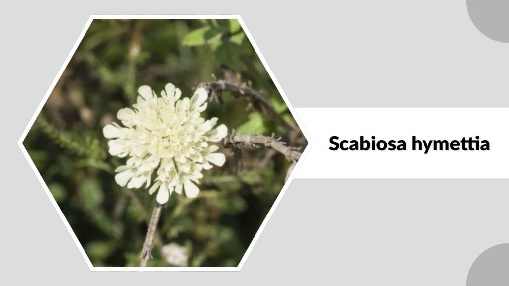 Scabiosa hymettia