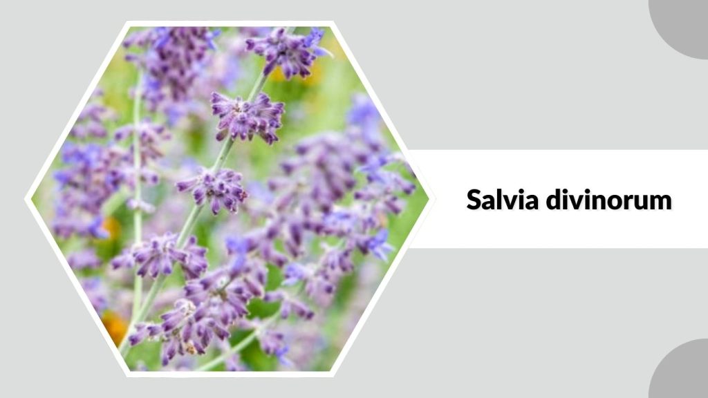 Salvia divinorum