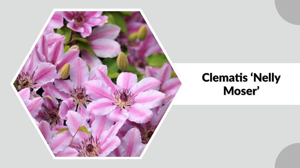 Clematis ‘Nelly Moser’