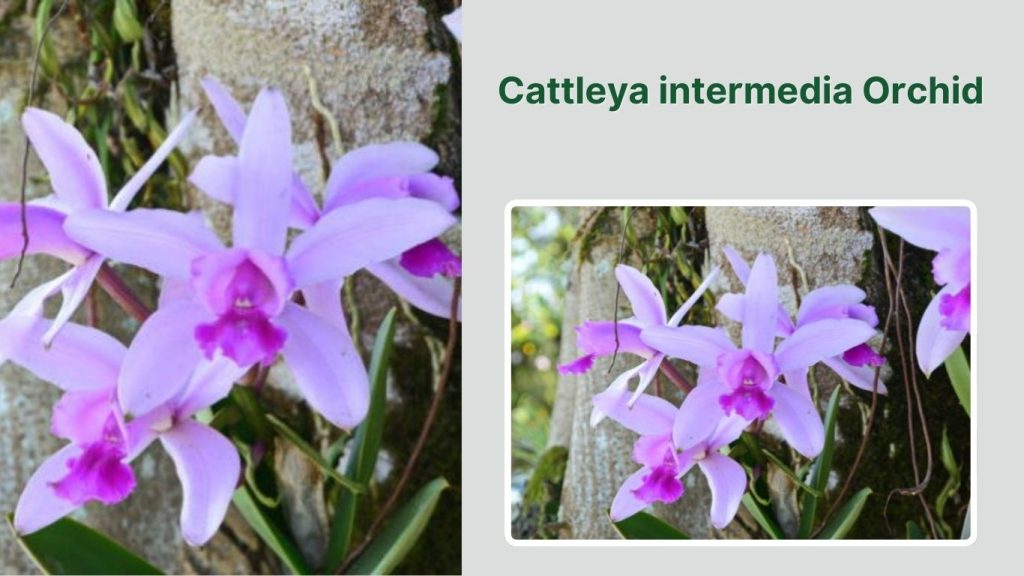 Cattleya intermedia Orchid