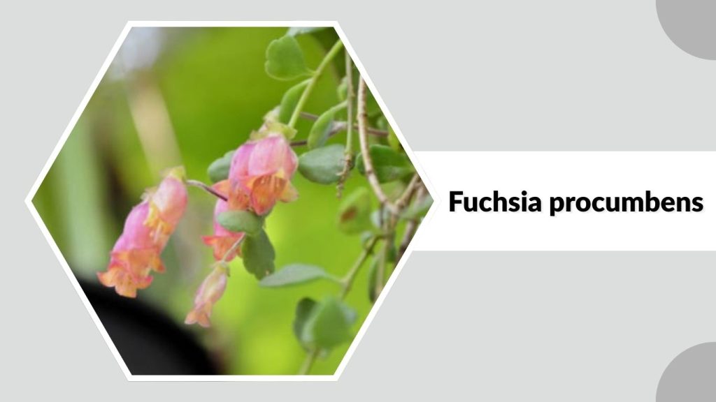Fuchsia procumbens