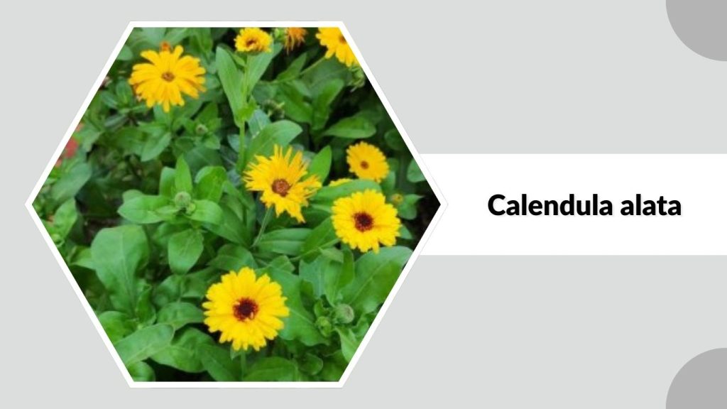 Calendula alata