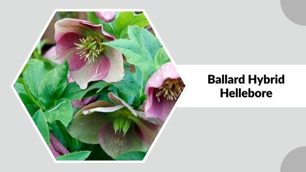Ballard Hybrid Hellebore