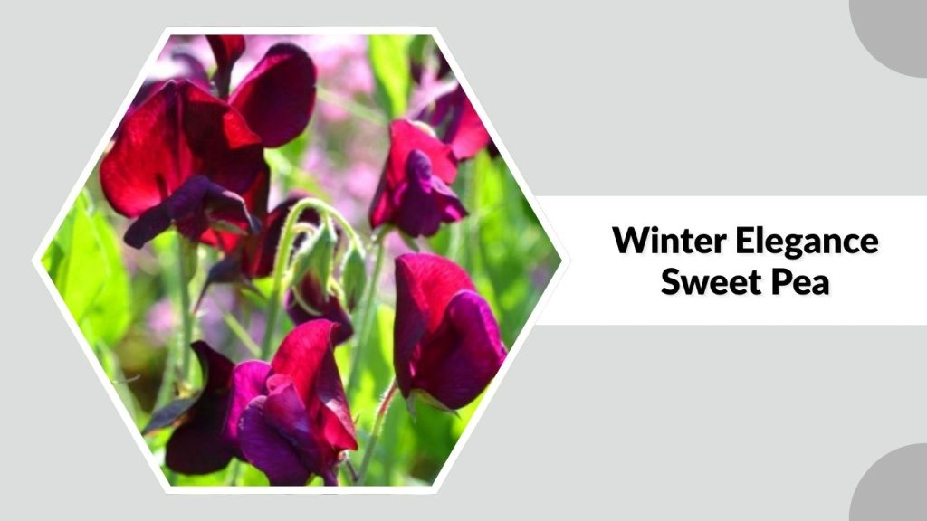 Winter Elegance Sweet Pea