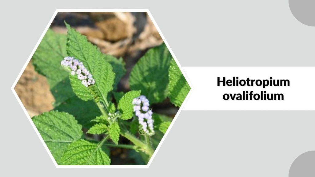 Heliotropium ovalifolium