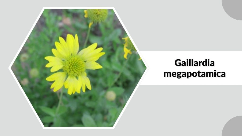 Gaillardia megapotamica