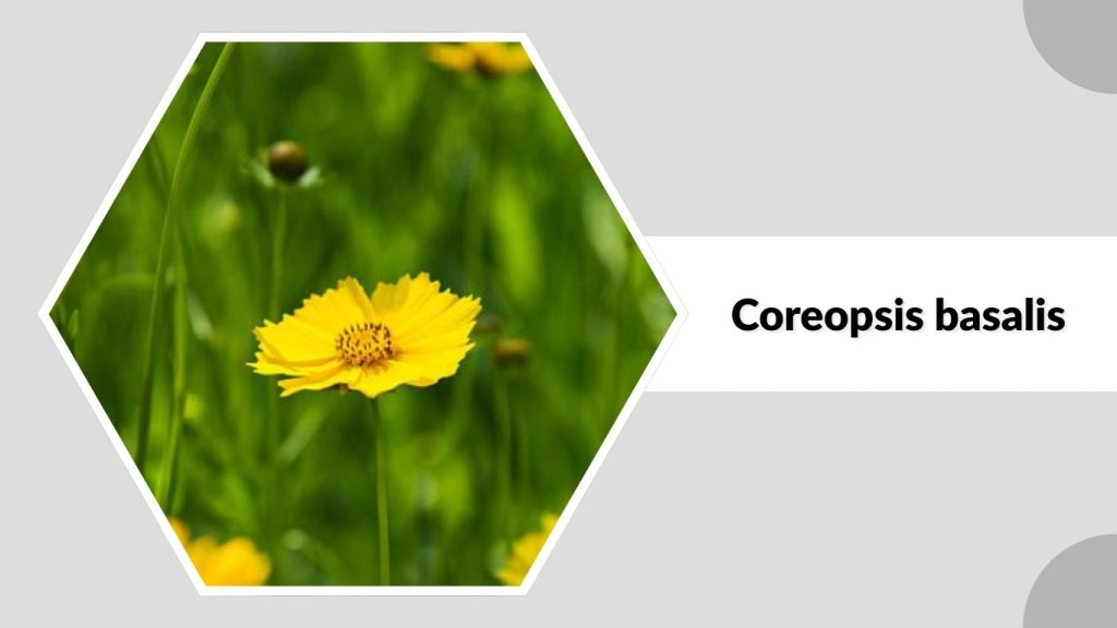 Coreopsis basalis