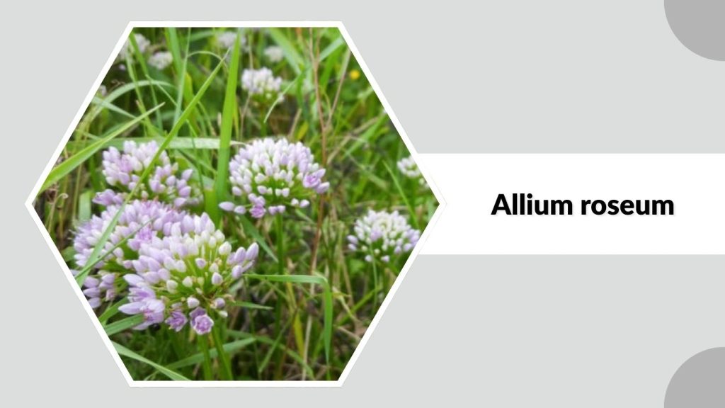 Allium roseum