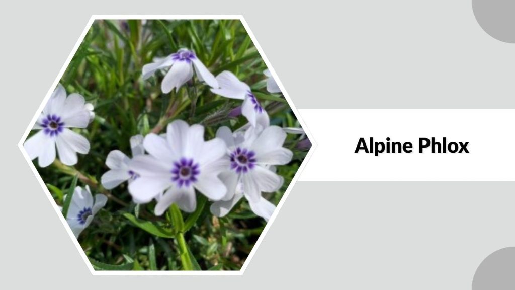 Alpine Phlox