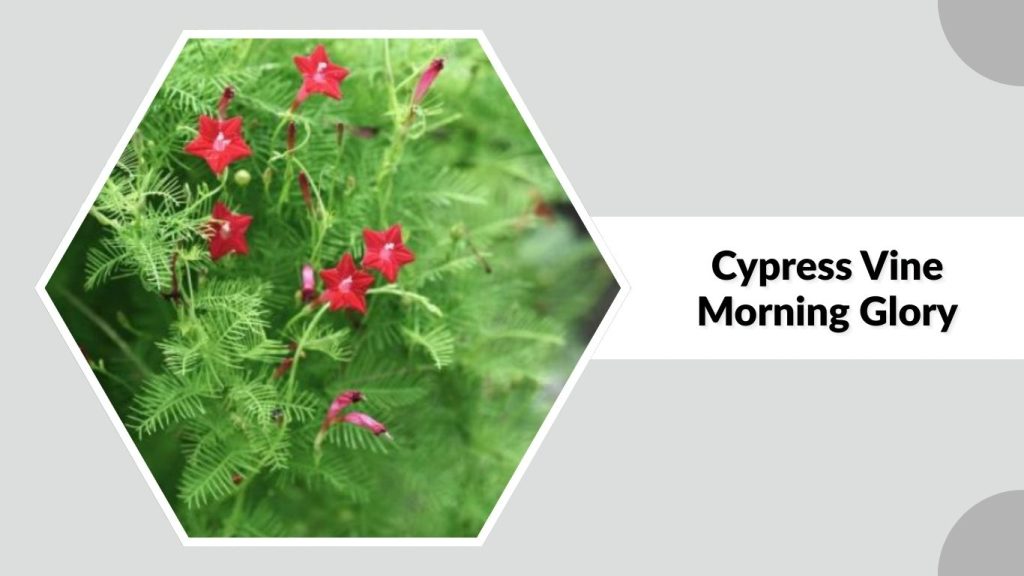Cypress Vine Morning Glory