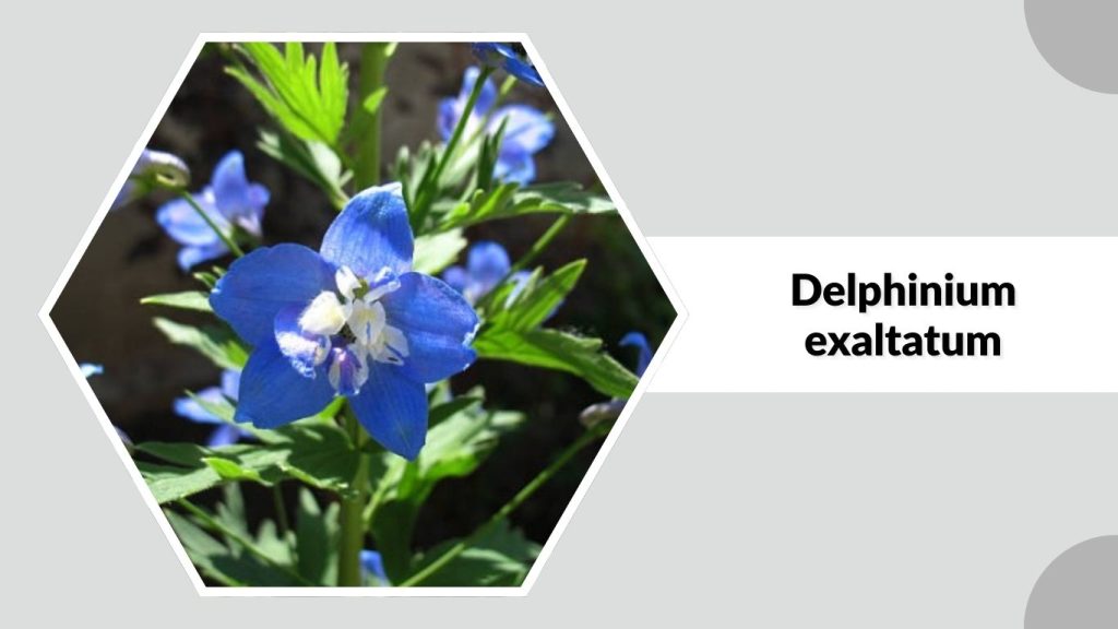 Delphinium exaltatum