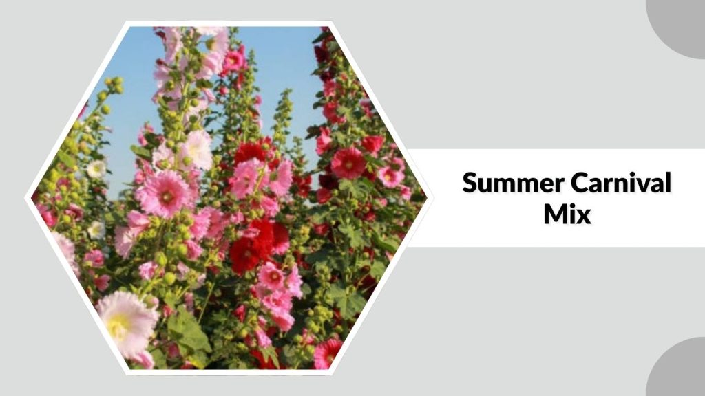 Alcea rosea ‘Summer Carnival Mix’