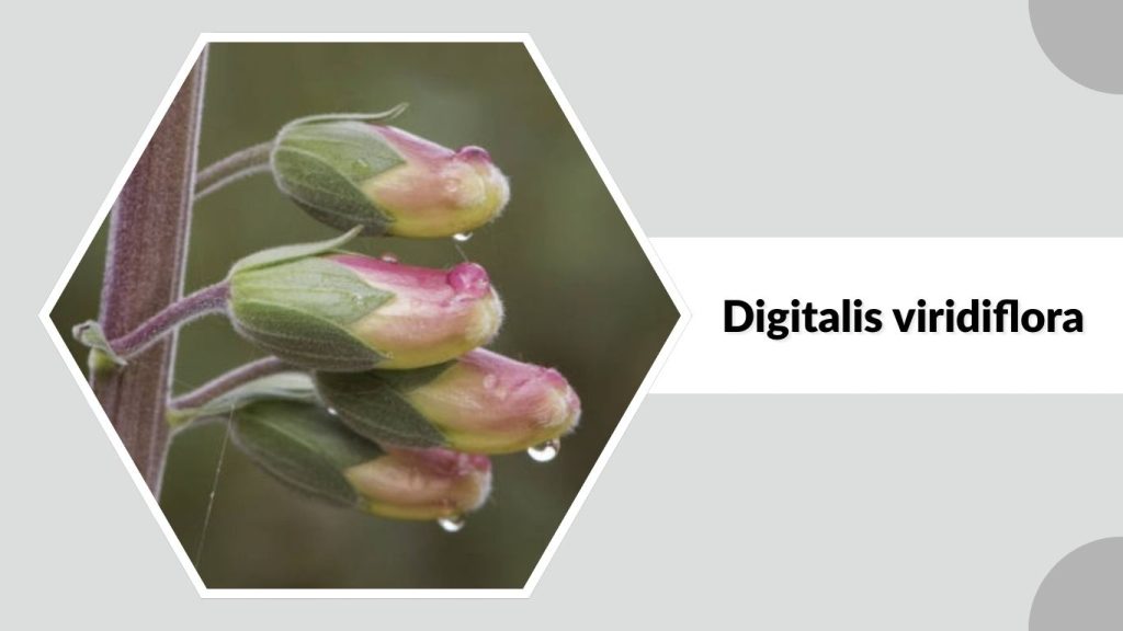 Digitalis viridiflora