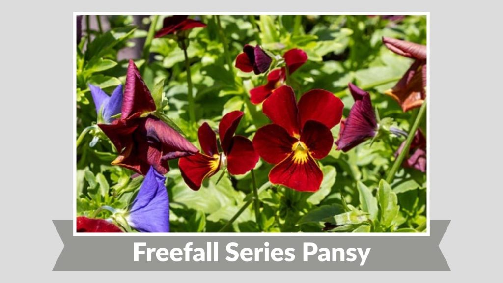 Freefall Series Pansy