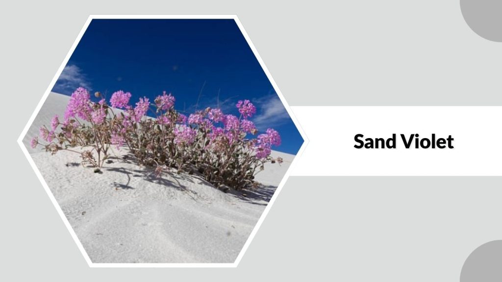 Sand Violet
