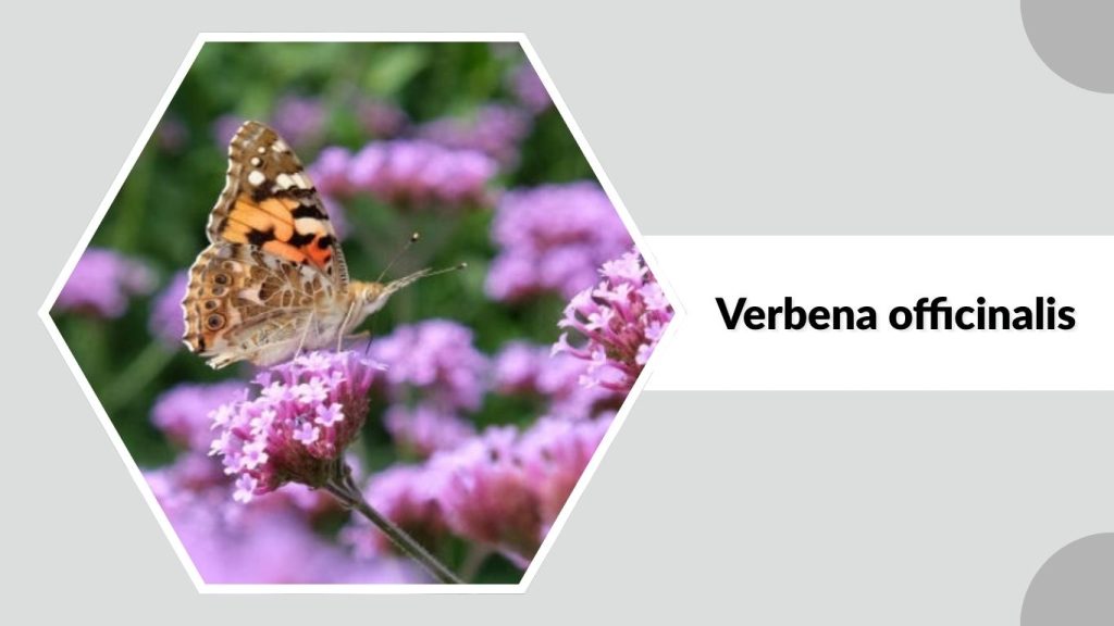 Verbena officinalis