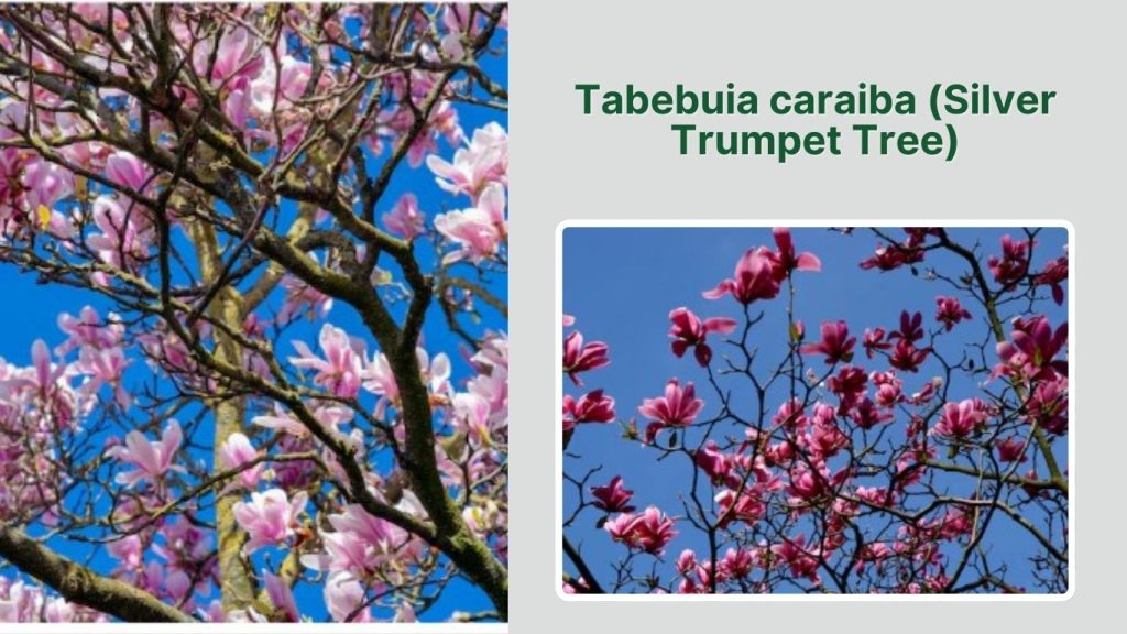 Tabebuia caraiba (Silver Trumpet Tree)