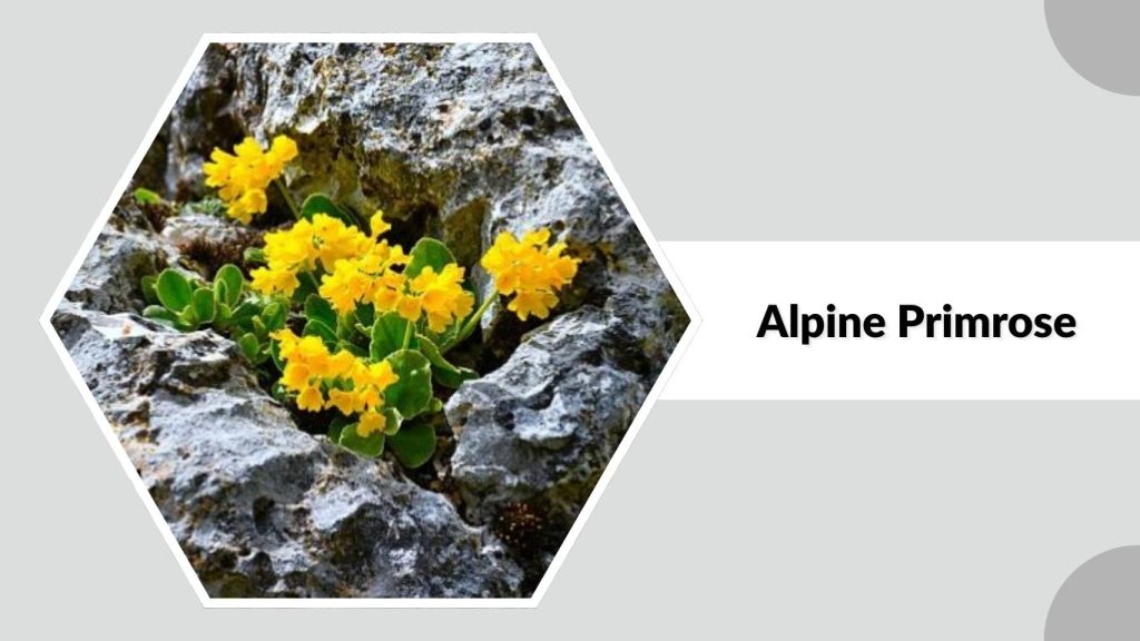 Alpine Primrose