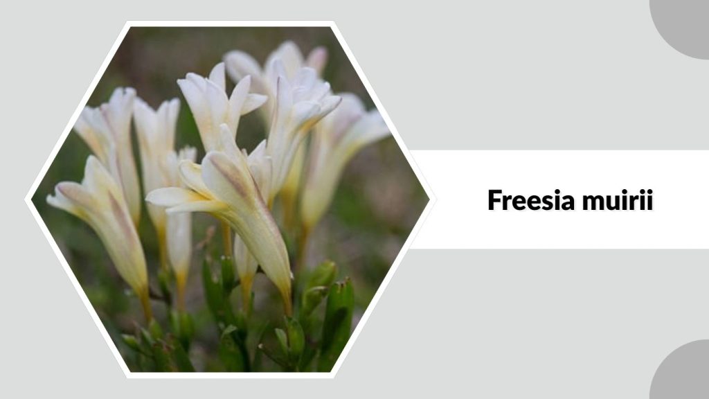 Freesia muirii