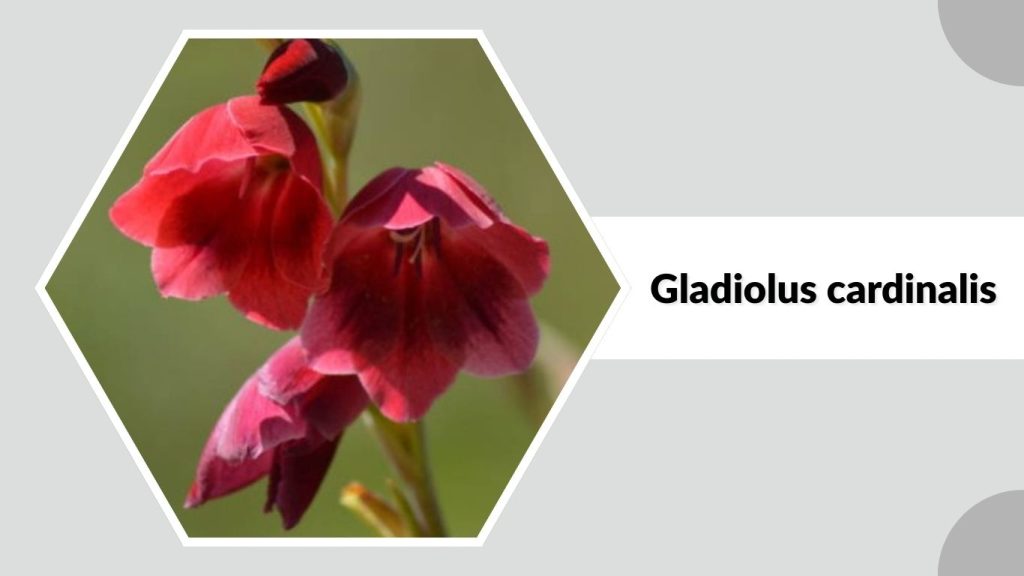 Gladiolus cardinalis