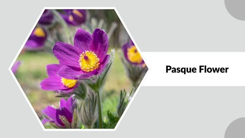 Pasque Flower 