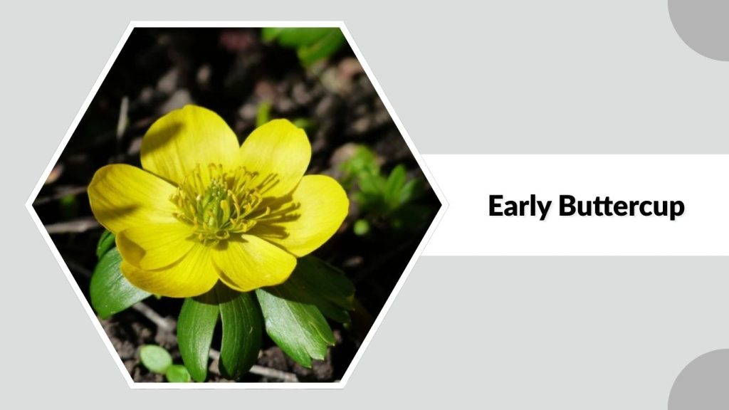 Early Buttercup