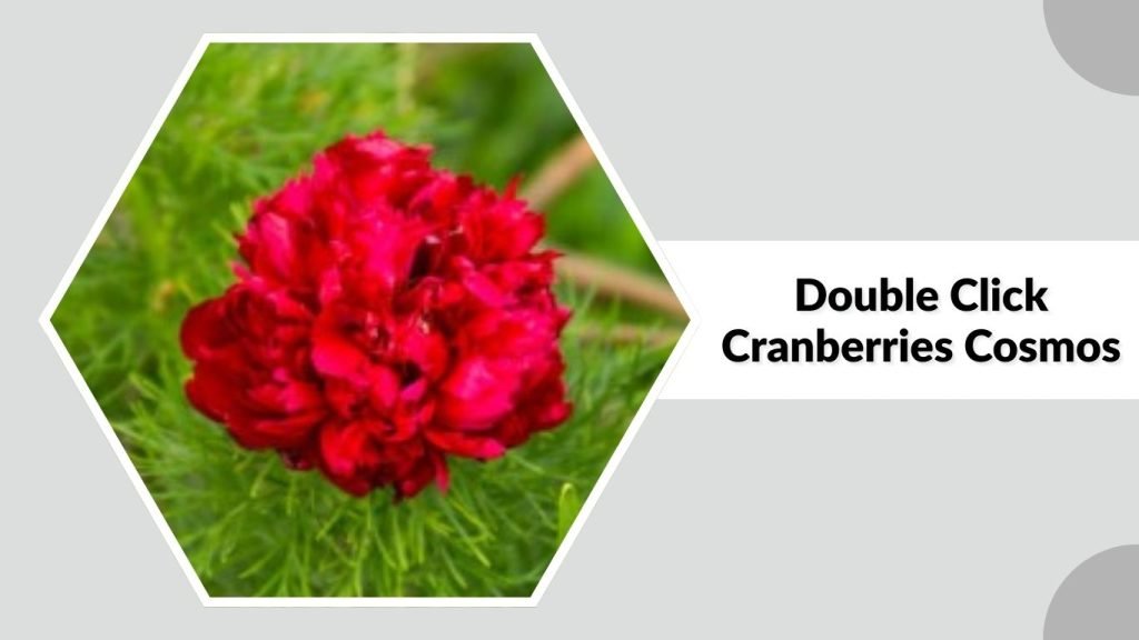 Double Click Cranberries Cosmos