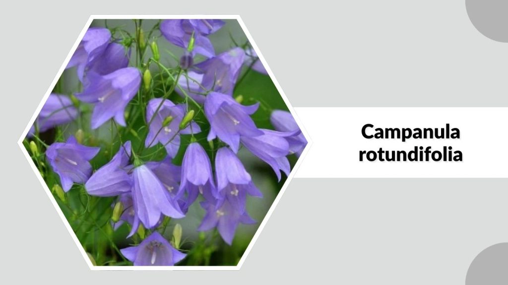  Campanula rotundifolia