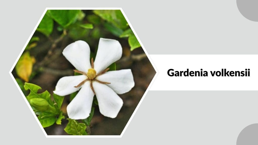 Gardenia volkensii